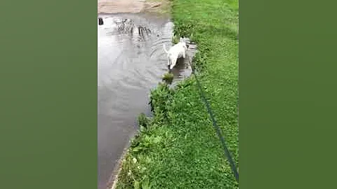 A day in my dog