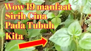 Wow 19 Manfaat sirih cina pada tubuh kita#zonaherbalalami
