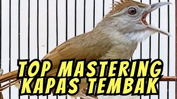 MASTERAN MALAM KAPAS TEMBAK GACOR ■TOP MASTERING MURAI BATU ■ BIRDS SONG