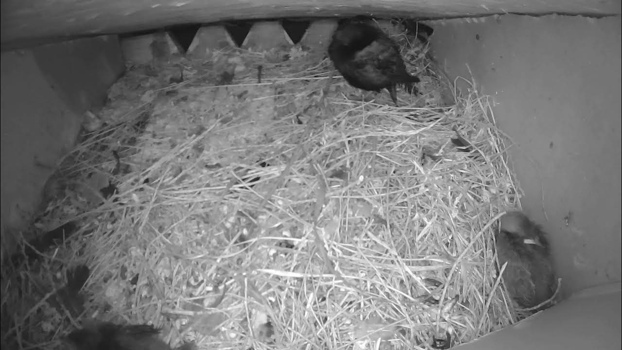 Live Bird Nest Cam Common Starling YouTube
