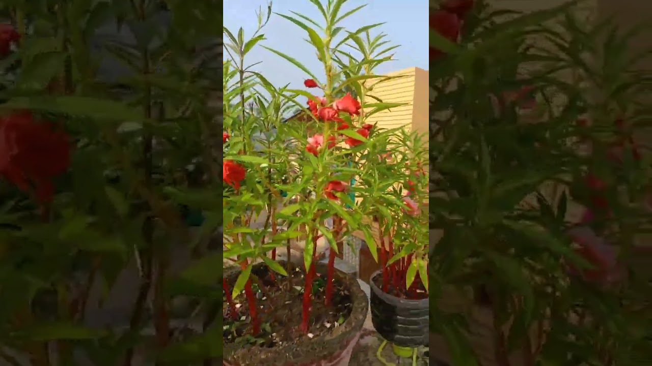 Balsam variety 🌸🌸😍😍