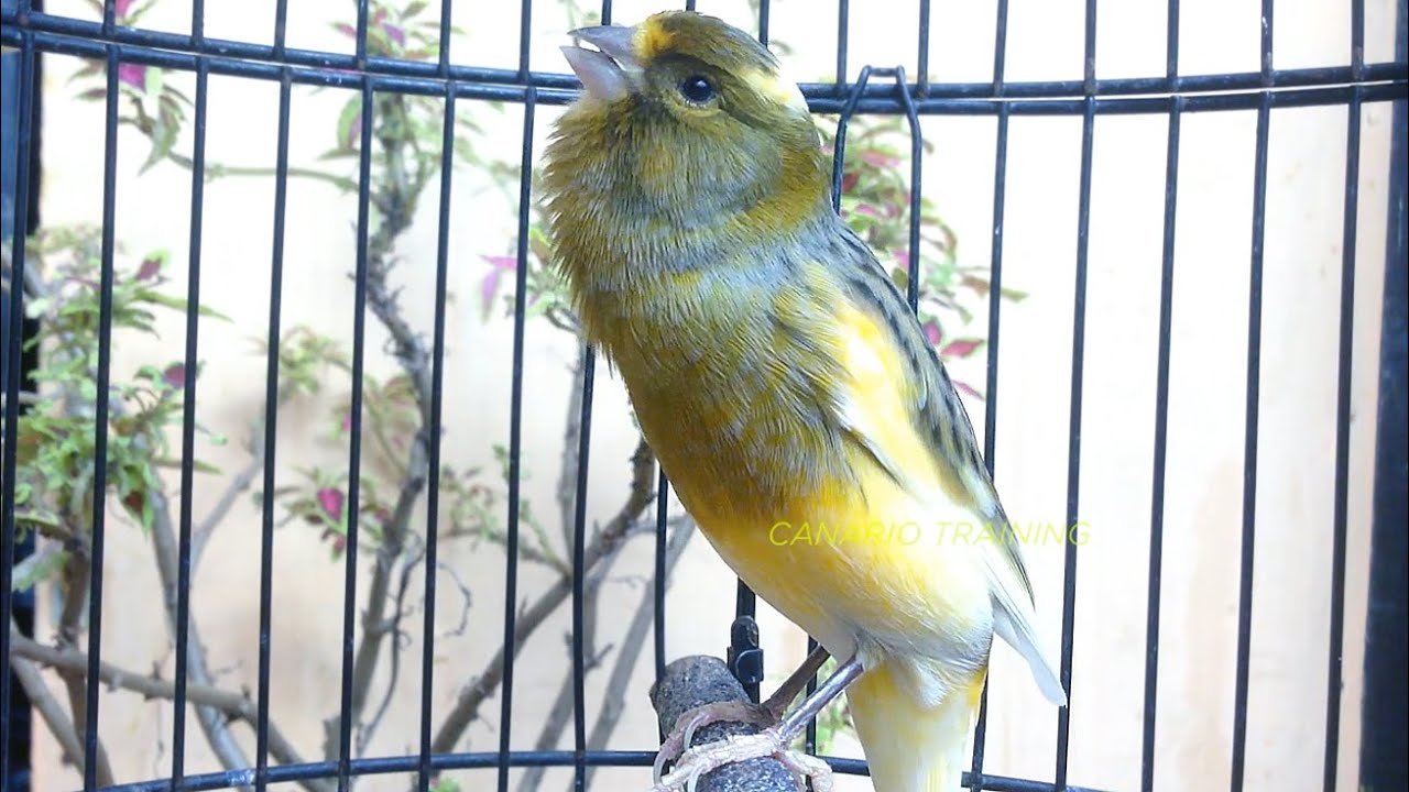 Canto Melodioso Para Canário Belga: Treino Sem Ruído - Estímulo Suave
