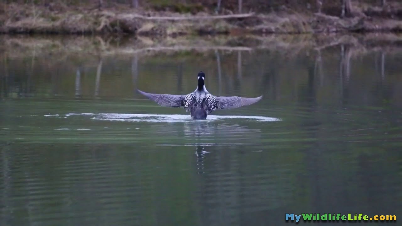 watershed Video of Loons 60sec