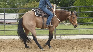 Laceys Major Cutter - lope, stops, turns! - ValleyViewRanch.net