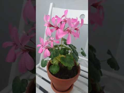 Video: Pelargonium, Blom Soos 'n Koning