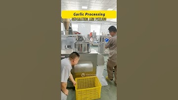 Garlic Processing Machine, Garlic Separating Machine and Garlic Peeling Machine #garlicpeeling