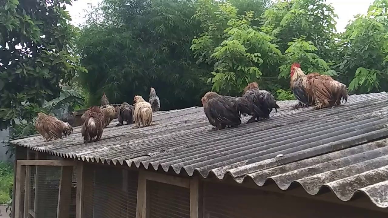 Ayam Hias Mandi 