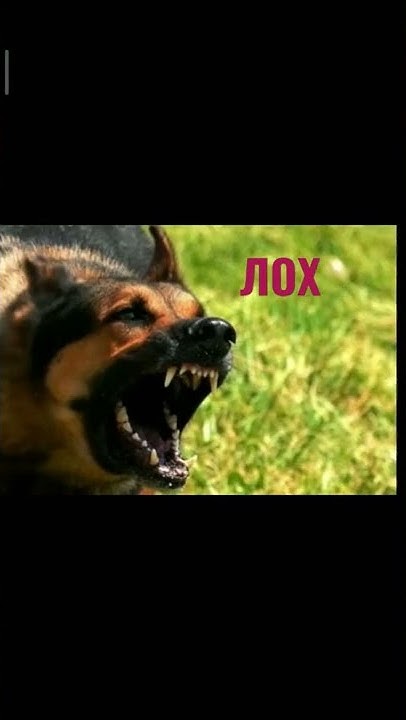#Путін лох#наївся блох#а собака з переляку#відкусила йому с****# - YouTube