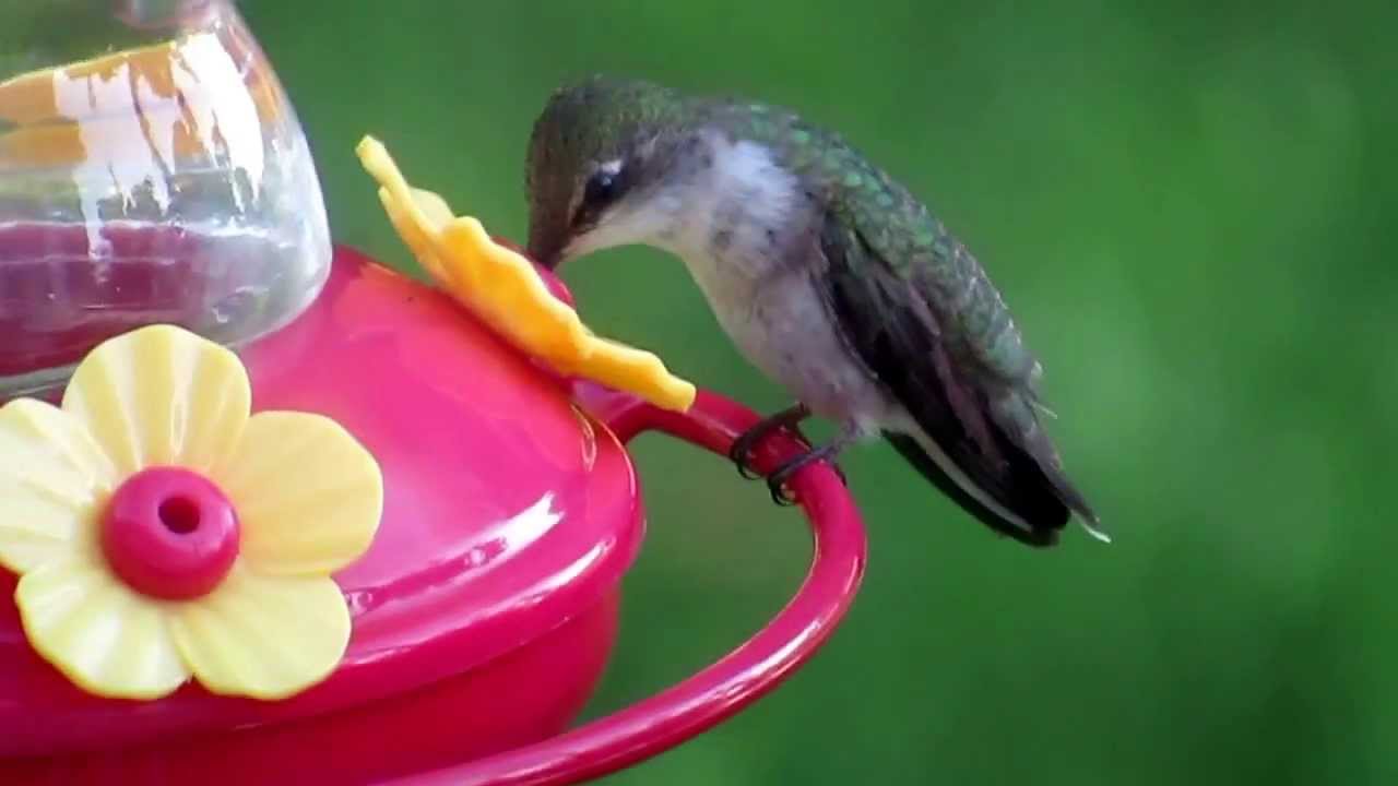 sweetwater Hummingbird nice closeup