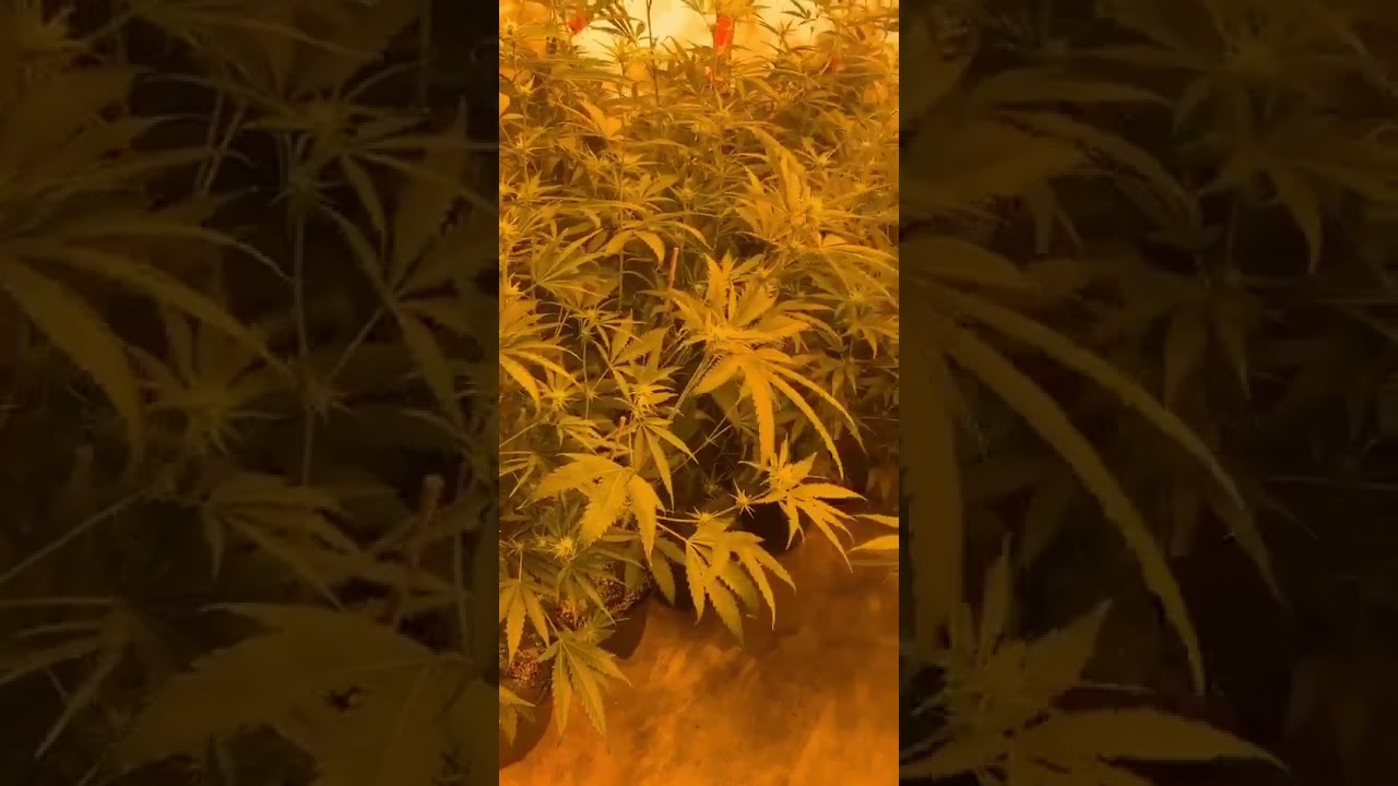 Day 10 Flower - Purple Crack