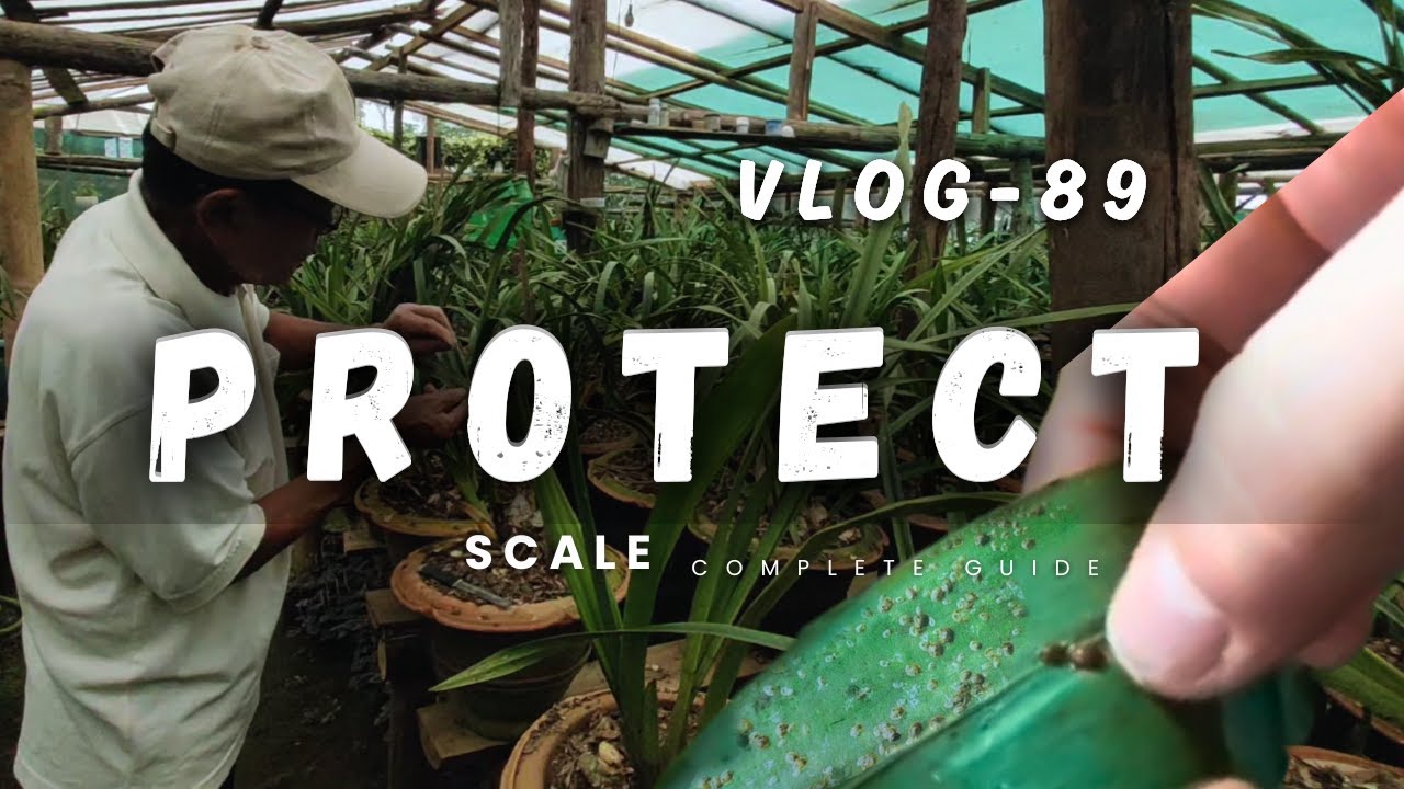 Scale Insect Prevention How to Prevent Scale Insect | Orchard Care for Beginners - YouTube