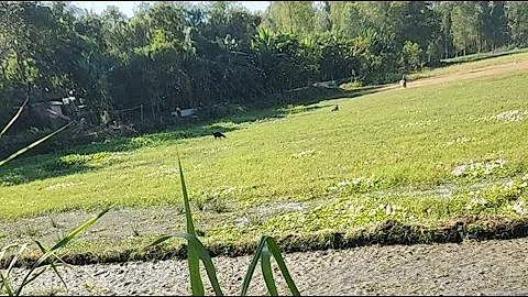 Wow! Amazing Polo Fishing Videos ! Best Big Fish Catching🐟Primitive fishing #fish #shorts #india