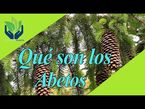 Video: ¿Cómo se cultivan los abetos negros?