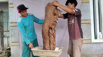 rễ cóc chua(X) siêu quái ghép cóc thái trái rất đẹp lh 0795050333