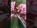 natural flower #vairalvideo