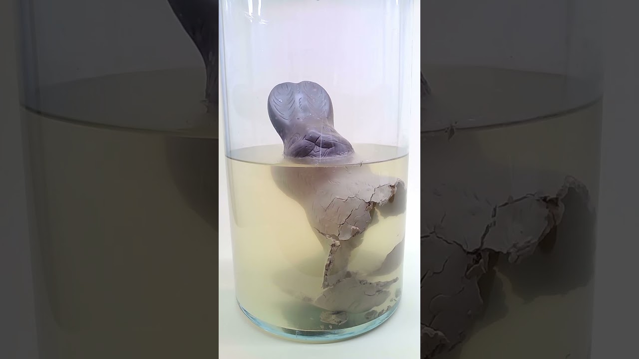 Chocolate bunny in water 