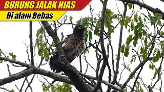 Suara Burung Jalak Nias di Alam Liar