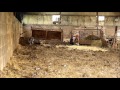 Vermin hounds out on a rat job. Earthdog Border Terriers の動画、YouTube動画。