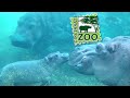 Cincinnati zoo tour  review with the legend