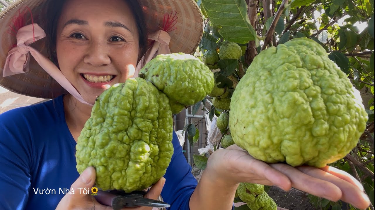 ✅ Video cũ Thu Hoạch Ổi Trồng Tại Nhà Thấy Mê