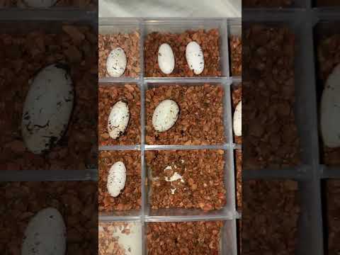 HATCHING GECKO EGGS
