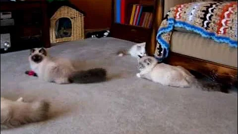 Video 1109311: lynx bicolor, chocolate lynx, white lynx, kittens royal cats, lions royale