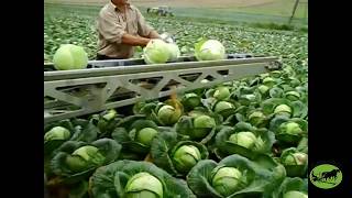 Transporteris Kopūstų Transportavimui Į Priekabą Kruszec