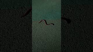 Brahminy Blind Snake