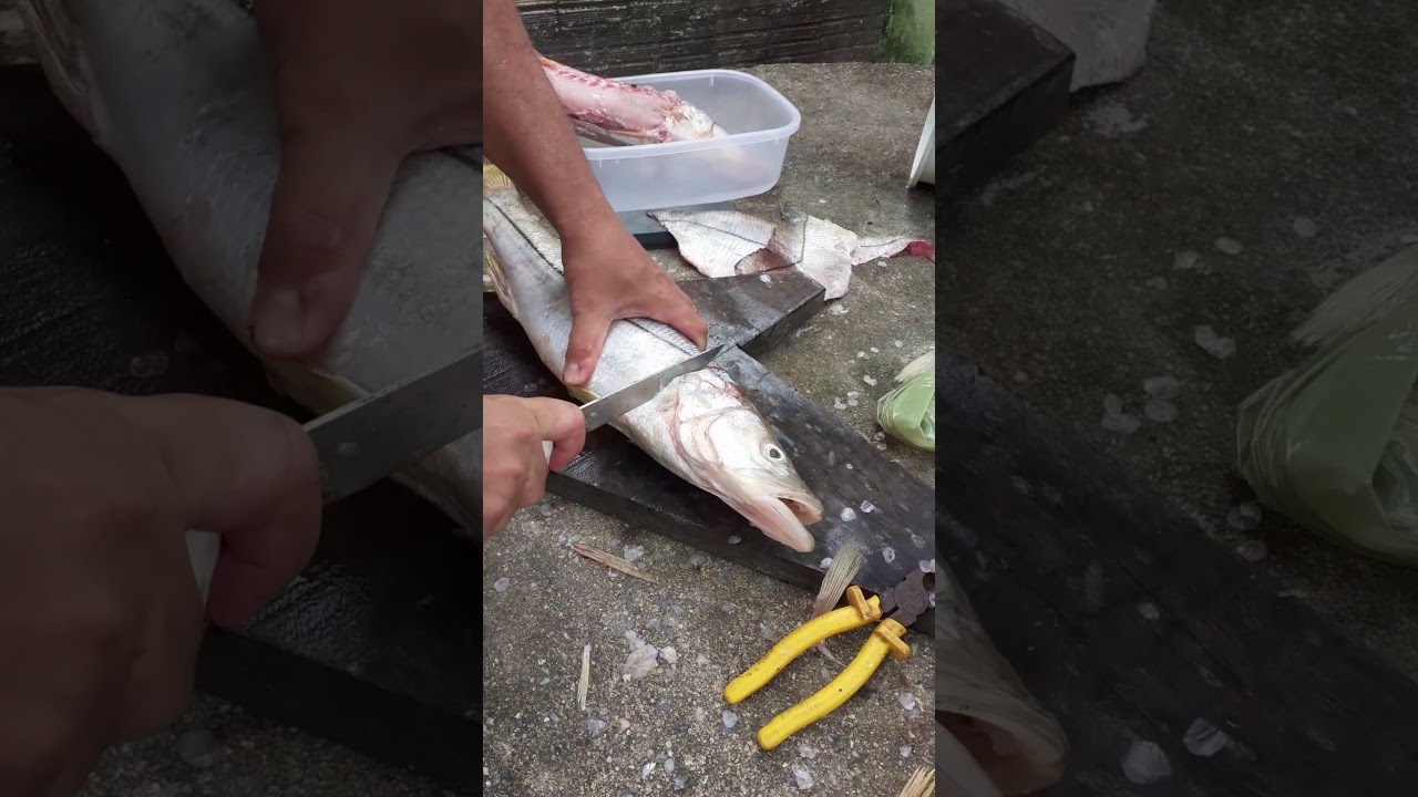 O Que Significa Tirar A Barrigada De Peixe