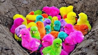 Catch Cute Chickens, Colorful Chickens, Rainbow Chicken, Rabbits, Cute Cats,Ducks,Animals Cute #57