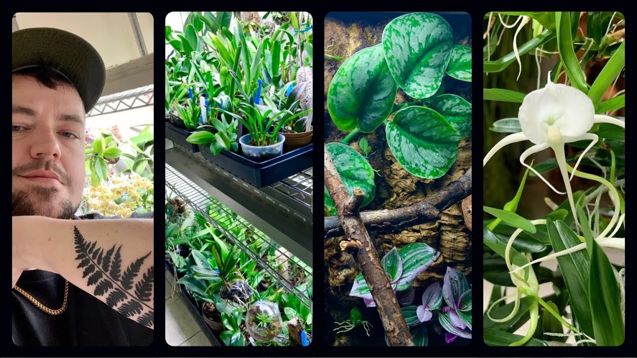 Plant Rant! Orchid Collection, Grow Shelves & Vivariums YouTube