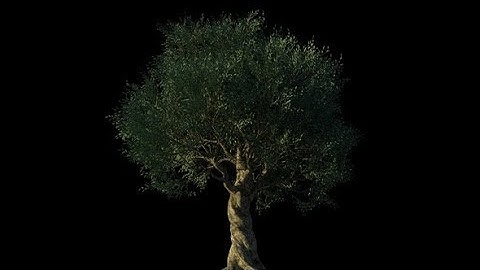 4K Olive Tree Growing Timelapse | Motion Graphics - Videohive template