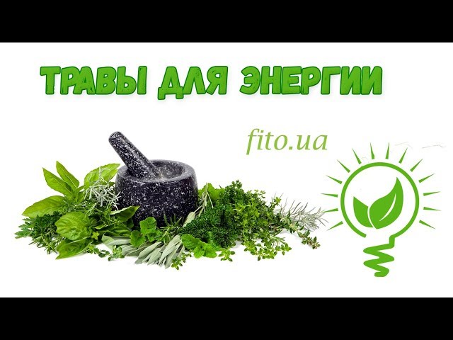 Травы для энергии и бодрости. Топ 5