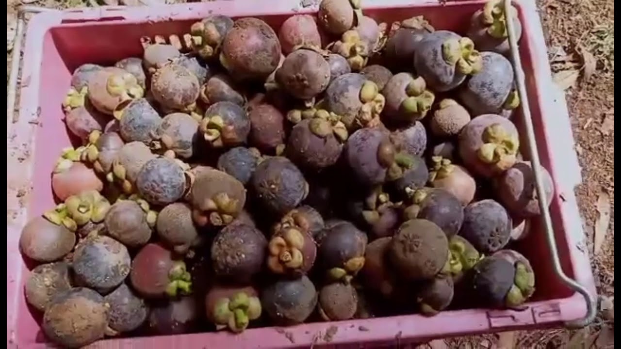 Let's visit the fruit orchard🥑 YouTube