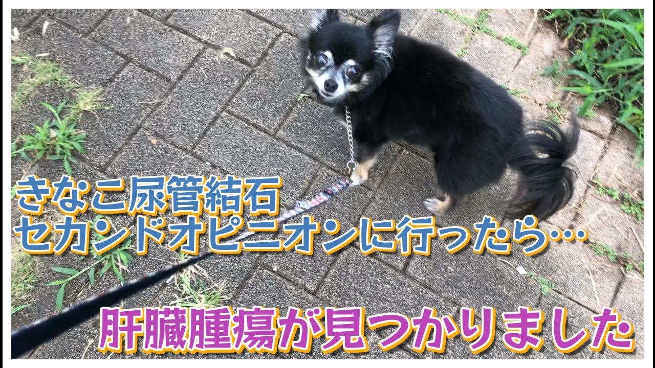 ＃64きなこ尿管結石のセカンドオピニオン