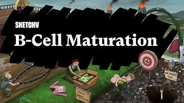 What is B-Cell Maturation? (Part 1) | Sketchy Medical | USMLE Step 1