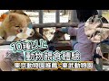 【日本東京】東京動物園推薦|10種以上動物餵食體驗|水豚君|騎小馬|白老虎餵食|草泥馬餵食|可愛爆表|東武動物園|tokyozoo|tobuzoo|things to do in tokyo
