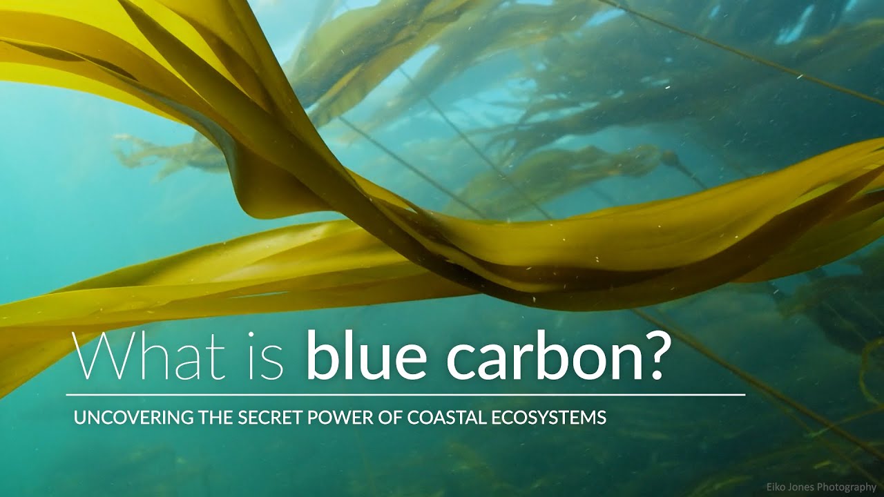 What is blue carbon? A look at how underwater carbon storage helps fight  climate change 