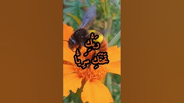 الآيتان 24 و 25 و بداية الآية 26 من سورة مريم