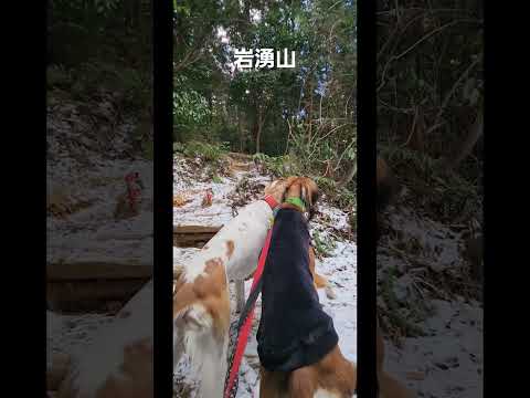 岩湧山に登りました。#サルーキ #犬 #saluki #sighthound #dog#ハイキング犬 #低山 #shorts