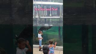 #aquarium #seal #sealions #animals #zoo