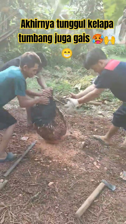 proses pencabutan tunggul kelapa part.5 finish #shortsvideo #kampungbikinsejuk #shorts #kelapa