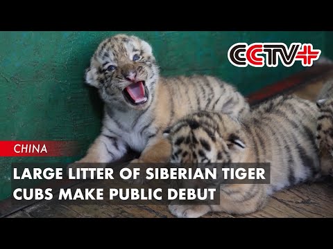Video: Pet Scoop: Dokter Hewan Menemukan “Kehancuran Total” di Filipina, D.C. Tiger Cubs Make Debut