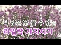 [치치의가드닝클래스]라일락 가지치기와 비료 시비로 더 많은 꽃 피우기_Lilac pruning and fertilizing