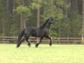 Ytsje~ Minker Friesians 1999 Friesian Star mare for sale