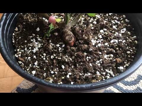 Growing Roses Inside During The Winter