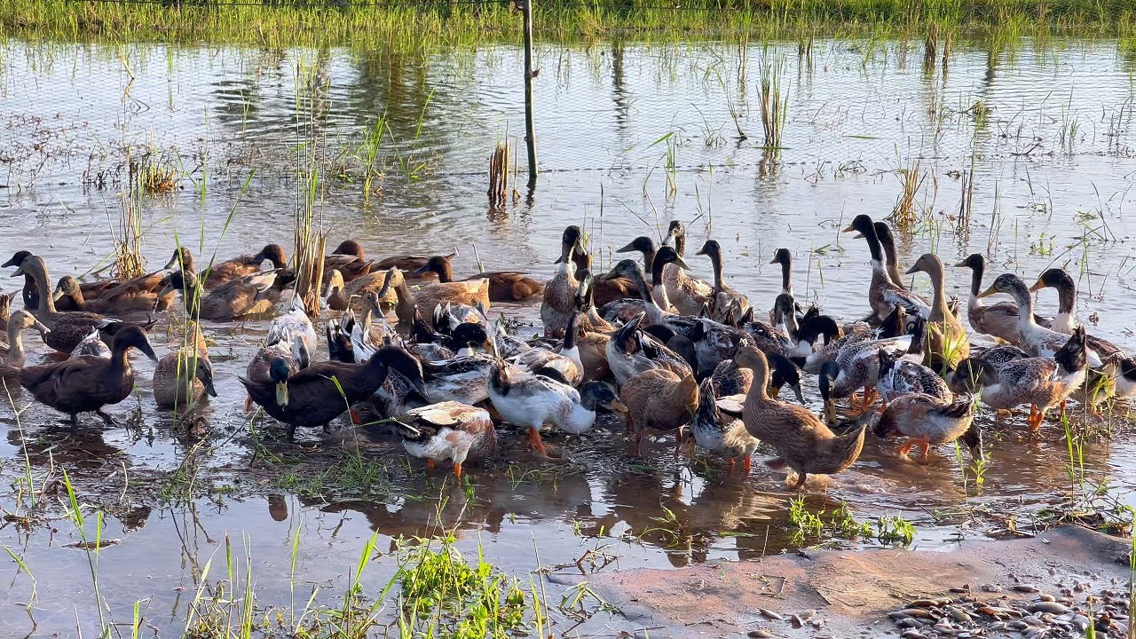 Relaxing with the ducks swimmin