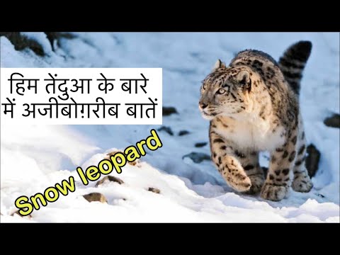 वीडियो: हिम तेंदुए का निवास स्थान कहाँ है?