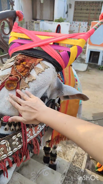 Ma voori bhogi 🔥🥳#villagelife #bhogi#slowlife# sankranthi #trending #viral