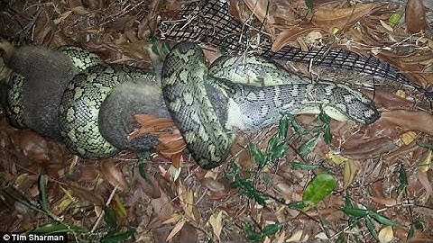 Revolting pictures show serpent